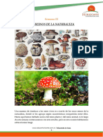 Semana 15 El Reino Fungi