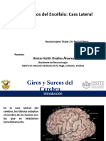 Giros y Surcos de La Cara Lateral Del Encefalo