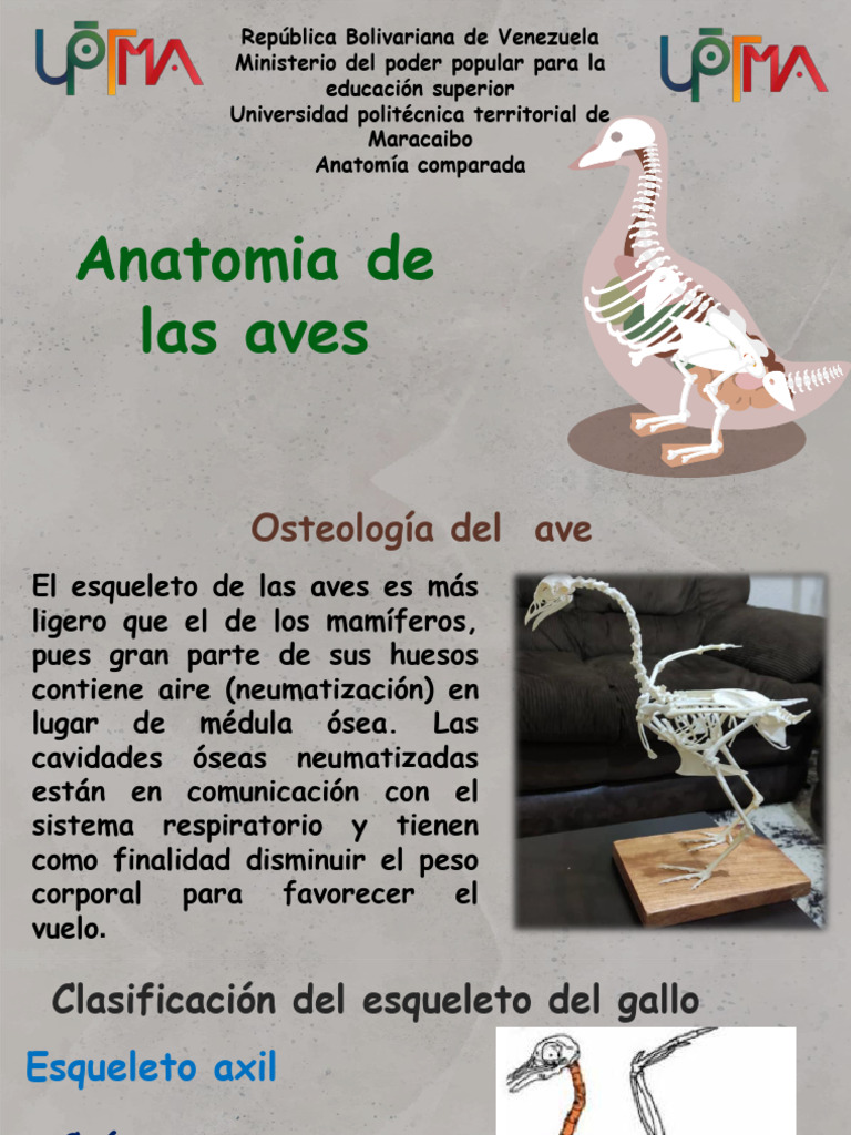 Anatomía y Esqueleto de las Aves | PDF | Esqueleto | Sistema digestivo ...