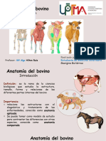 Anatomia Del Bovino