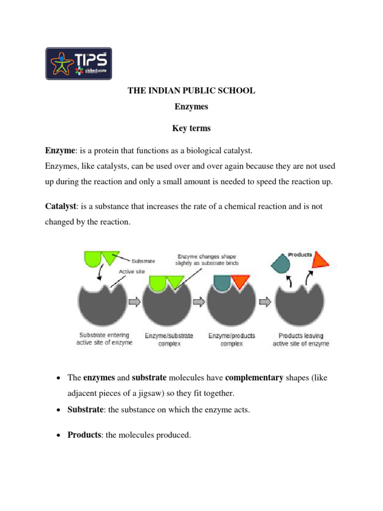 Enzymes: Key Concepts for Students | PDF | Enzyme | Active Site