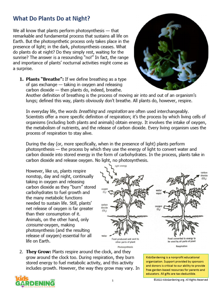 What Do Plants Do at Night PDF Photosynthesis Stoma
