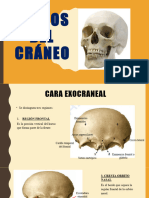 Huesos Del Cráneo