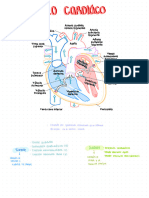 Ciclo Cardiaco 