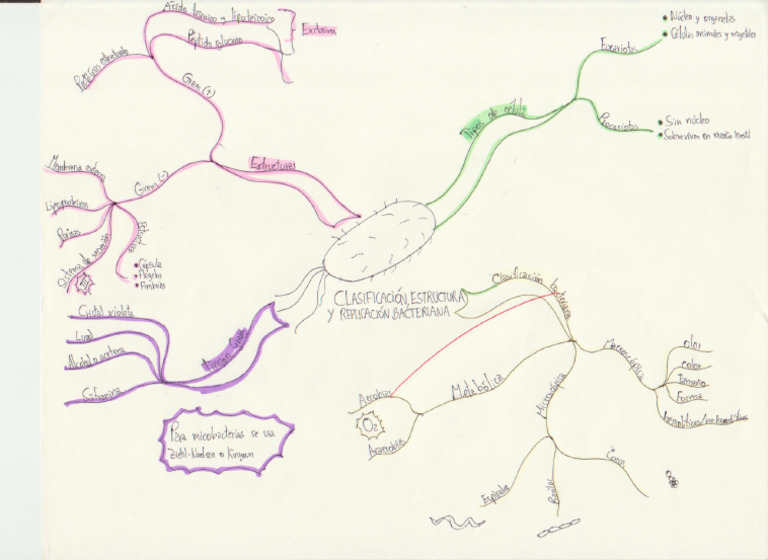 Clasificación de Las Bacterias | PDF