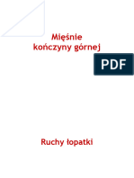 Mięśnie Kończyny Górnej