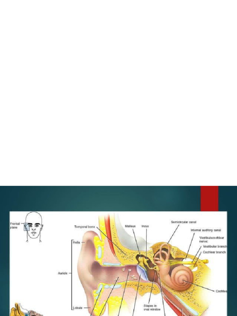 Anatomy of Middle Ear | PDF