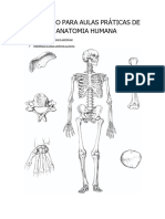 ROTEIRO Osteologia - Sistema Esquelético 2024, Módulo 2 Andréa e Paulo