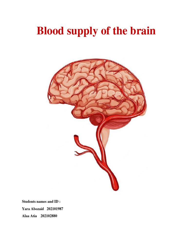 Blood supply of brain | PDF | Common Carotid Artery | Human Anatomy