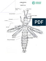 Frankiniella Occidentalis