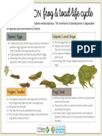 Frog Toad Lifecycle Guide FL CCI