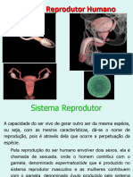 Sistema Reprodutor Feminino e Masculino