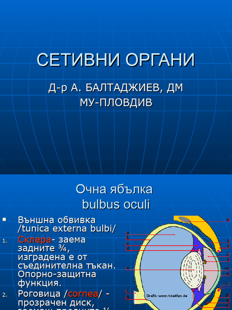 СЕТИВНИ ОРГАНИ | PDF