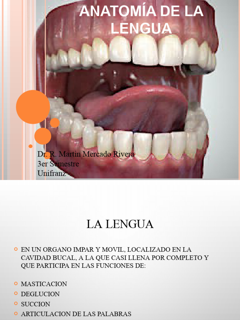 Anatomía y Funciones de la Lengua | PDF | Lengua | Cabeza y cuello humanos