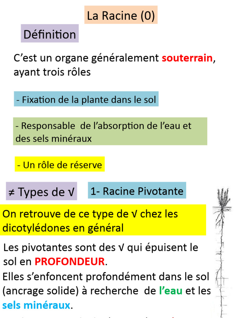 Types et fonctions des racines de plantes | PDF | Racine | Tige (Plante)