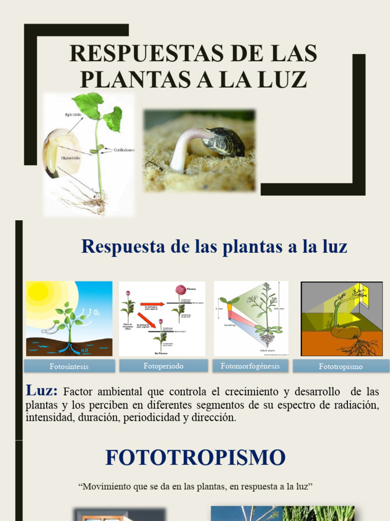 Clase 6 Fotomorfogénesis PDF Plantas Botánica