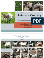 Beternak Kambing