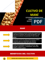 Cultivo de Maní - Dayana Fernandez