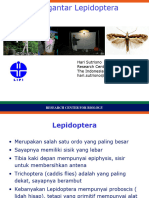 Identifikasi-Lepidoptera