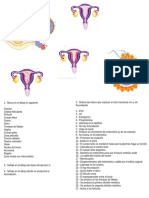 Unidad 4. Ciclo Menstrual