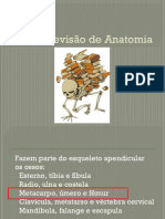 Revisão de Anatomia 