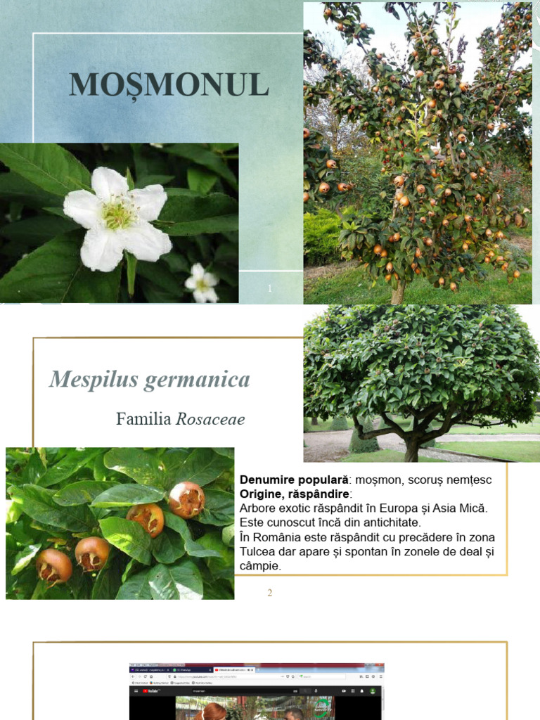 Mosmon | PDF