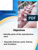 15 - Swine Reproductive System