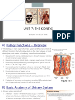 Unit 7 Notes - The Kidney