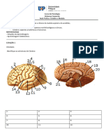 Roteiro Prático - Medula e Cerebro