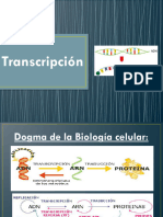 TRANSCRIPCION