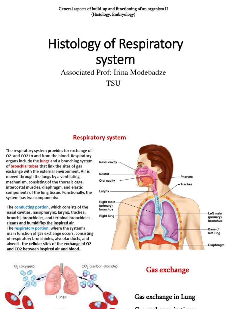 Body System II 5 Respiratory 1 | PDF | Respiratory Tract | Lung