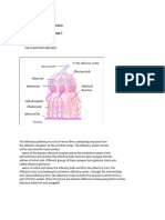 Olfactory Pathway