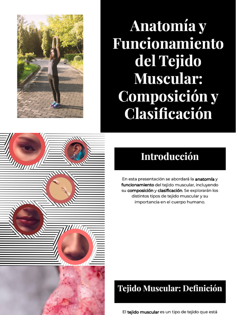 T Muscular | PDF | Músculo | Órgano (anatomía)