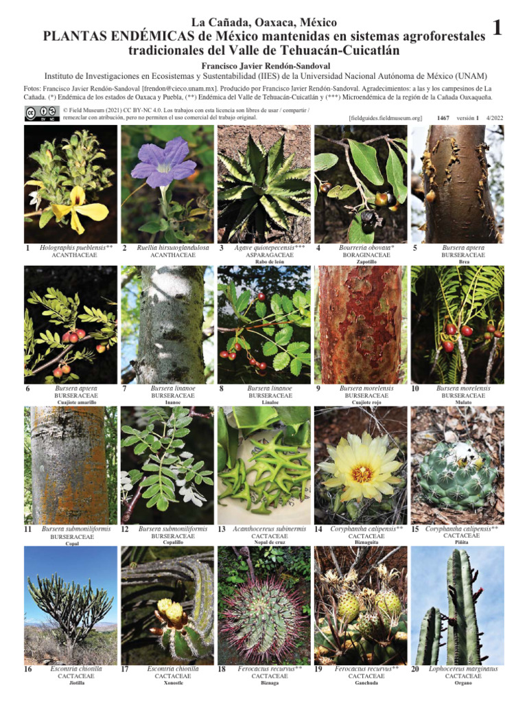 1467 Mexico Endemicas de Mexico Oaxaca | PDF