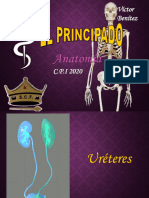 Ureter Es