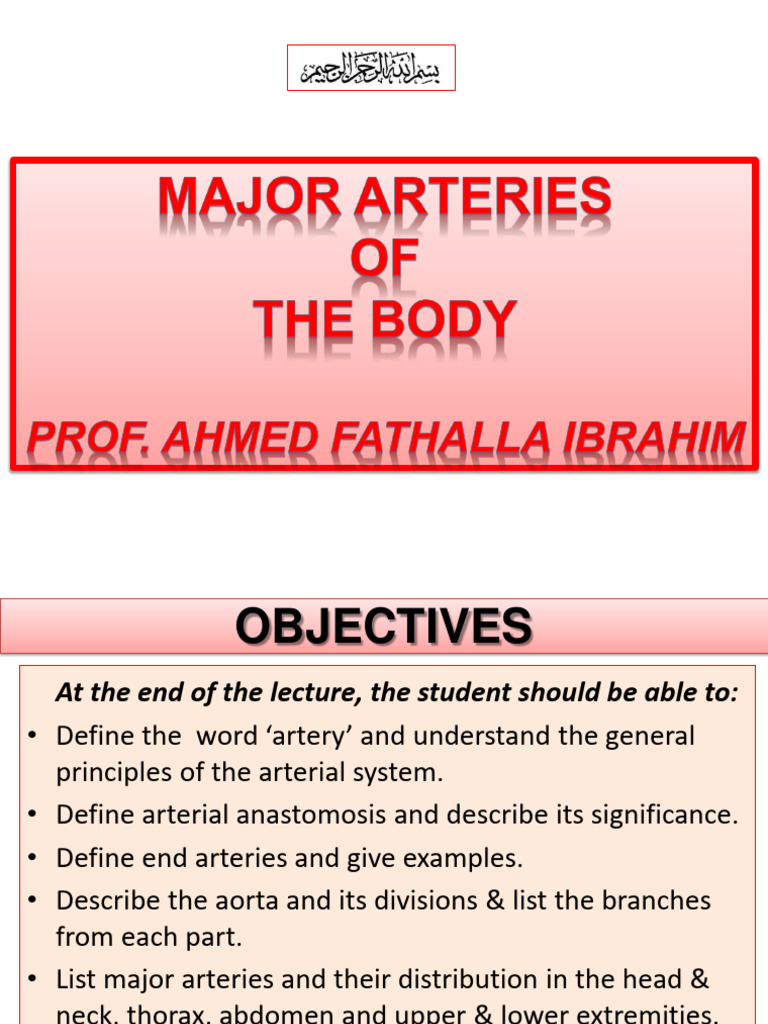 Arterial System Overview & Key Concepts | PDF | Aorta | Common Carotid ...