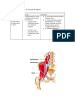 Inserción e Inervación de Los Músculos de La Pelvis 2