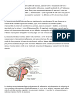 Formacion Reticular