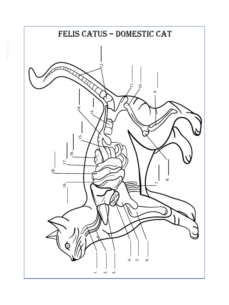 Veterinary anatomy coloring book | PDF | Pelvis | Gastrointestinal Tract