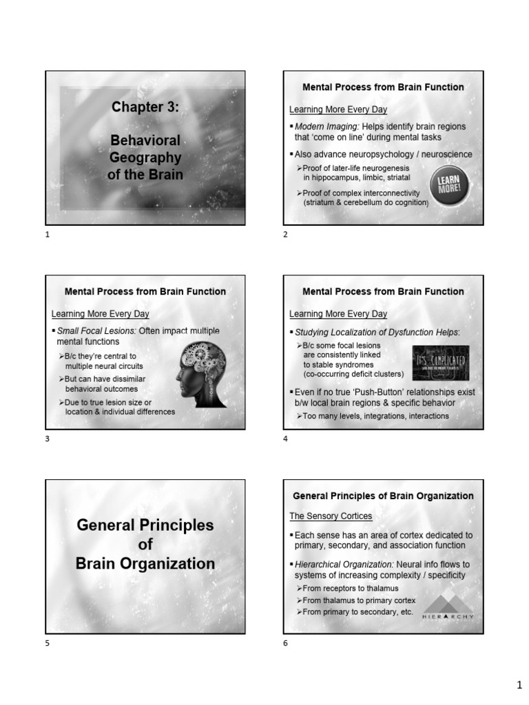 Brain Function and Behavioral Geography | PDF | Cerebral Cortex ...