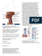 Anatomia 05 16052023