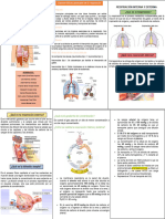 Fisiologia Folleto 2