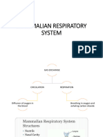 Mammalian Respiratory System