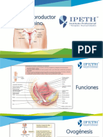 Aparato Reprodutor Femenino