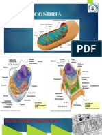 8 Mitocondria Ev