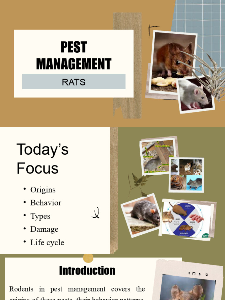 Pest Management - RATS | PDF | Rodent | Rat