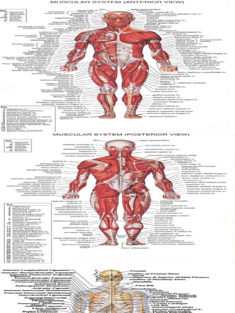 Muscle Origin Insertion | PDF