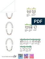 Lower Tooth CLamps