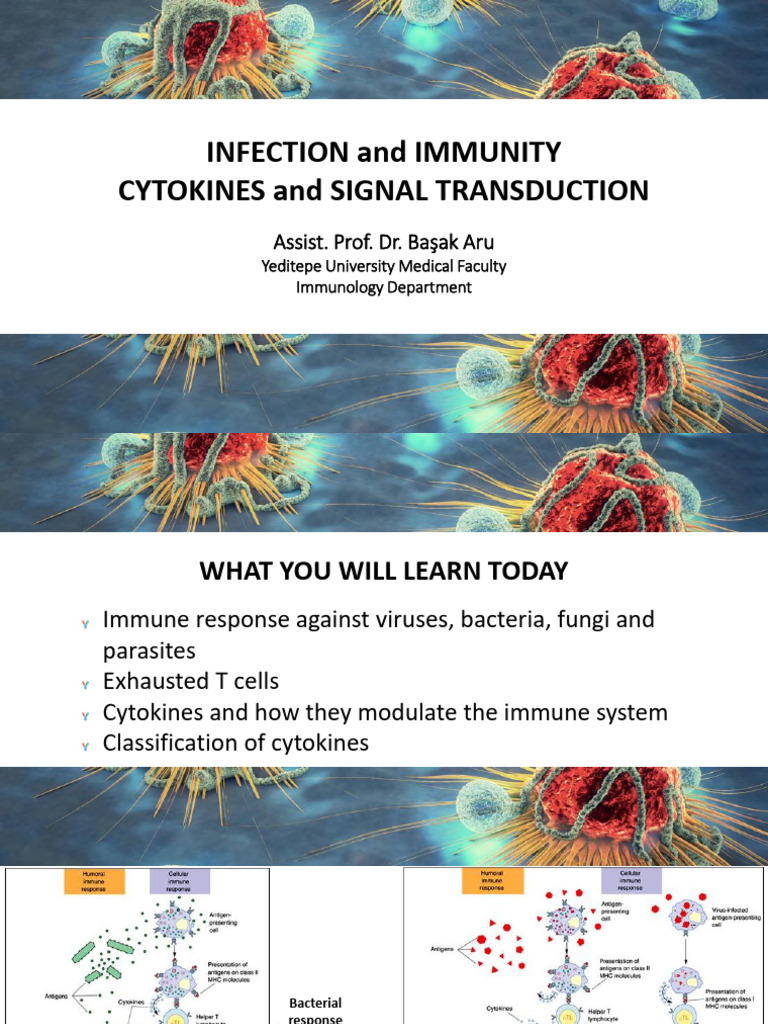 Immune Responses and Cytokine Functions | PDF | T Cell | Immune System