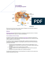 Pérdida Ocupacional de La Audición